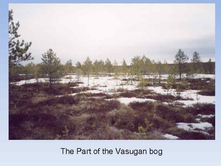 The Part of the Vasugan bog 