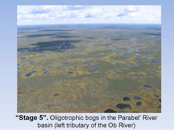“Stage 5”. Oligotrophic bogs in the Parabel’ River basin (left tributary of the Ob