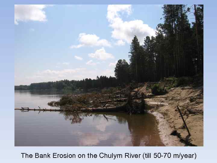 The Bank Erosion on the Chulym River (till 50 -70 m/year) 