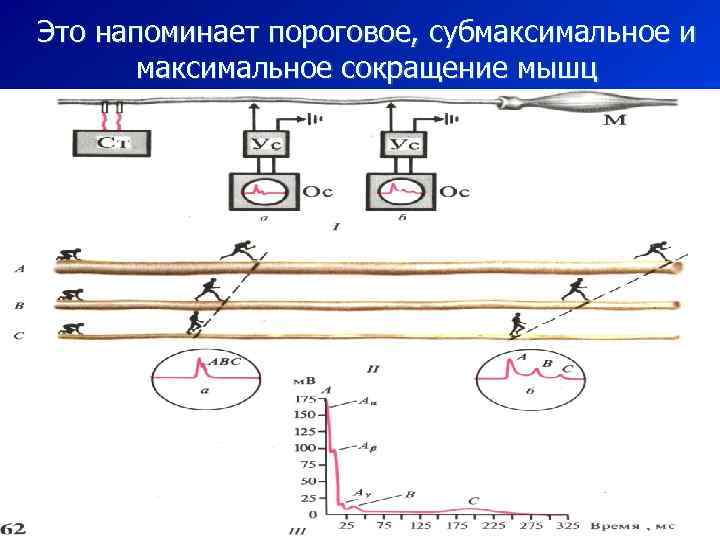 Это напоминает пороговое, субмаксимальное и максимальное сокращение мышц 