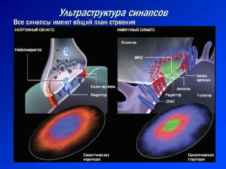 Ультраструктура синапсов Все синапсы имеют общий план строения 