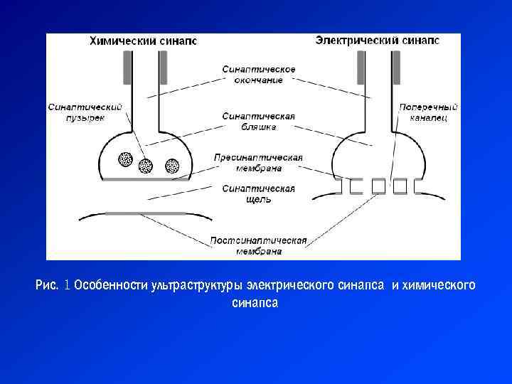 Механизм передачи возбуждения в синапсах. Электрический синапс строение схема. Механизм передачи возбуждения в электрическом синапсе. Схема химического синапса схема электрического синапса. Строение электрического синапса.