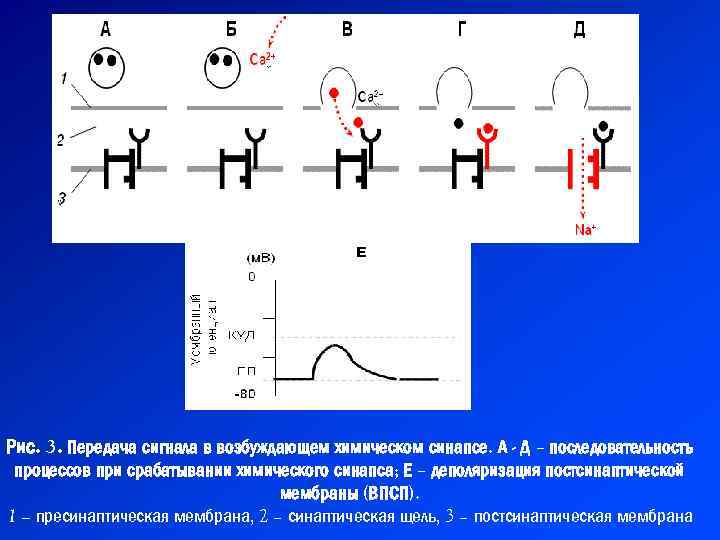 Рис. 3. Передача сигнала в возбуждающем химическом синапсе. А - Д – последовательность процессов