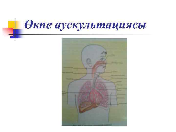 Өкпе аускультациясы 