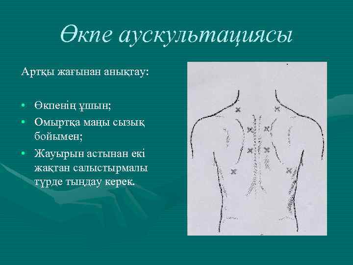 Өкпе аускультациясы Артқы жағынан анықтау: • Өкпенің ұшын; • Омыртқа маңы сызық бойымен; •