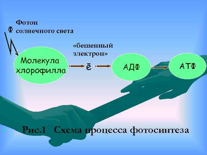 Фотон Ф солнечного света Молекула хлорофилла • «бешенный электрон» ē АДФ АТФ Рис. 1