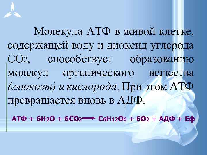 Молекула АТФ в живой клетке, содержащей воду и диоксид углерода СО 2, способствует образованию
