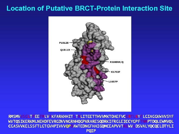 Location of Putative BRCT-Protein Interaction Site RMSMVVSGLTPEEFMLVYKFARKHHITLTNLITEETTHVVMKTDAEFVCERTLKYFLGIAGGKWVVSYF WVTQSIKERKMLNEHDFEVRGDVVNGRNHQGPKRARESQDRKIFRGLEICCYGPFTNMPTDQLEWMVQL CGASVVKELSSFTLGTGVHPIVVVQPDAWTEDNGFHAIGQMCEAPVVTREWVLDSVALYQCQELDTYLI PQIP 