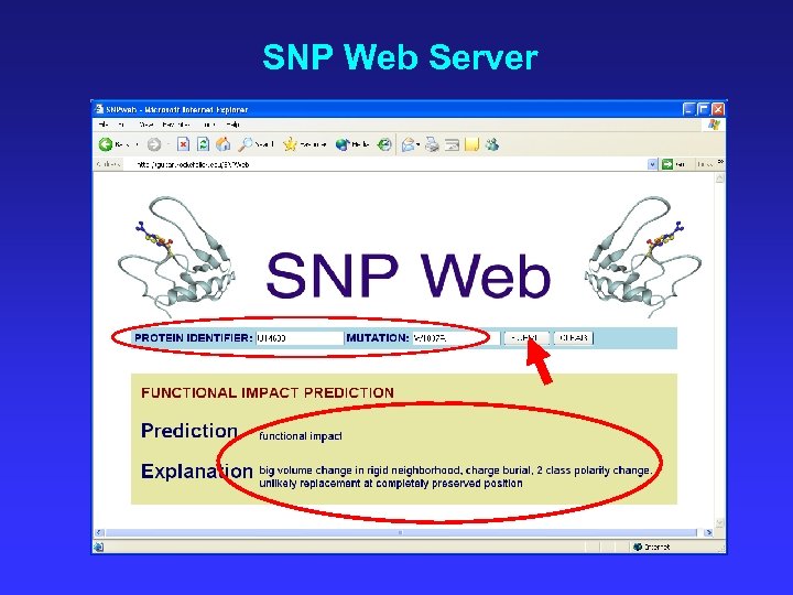 SNP Web Server 