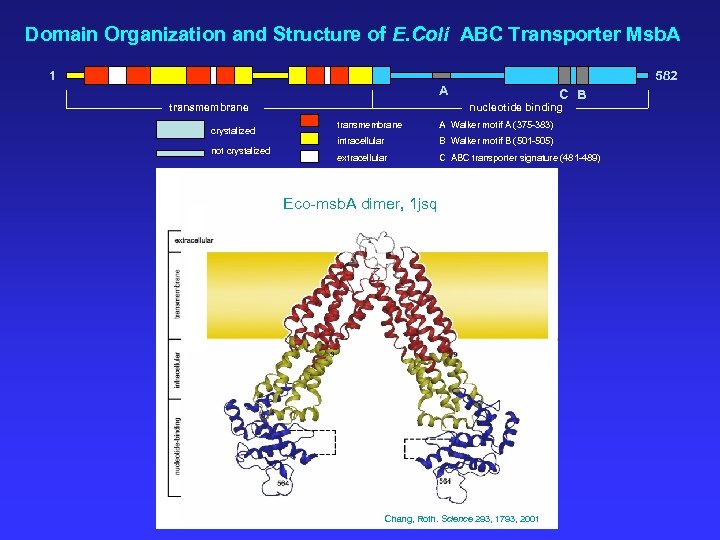 Domain Organization and Structure of E. Coli ABC Transporter Msb. A 1 582 A