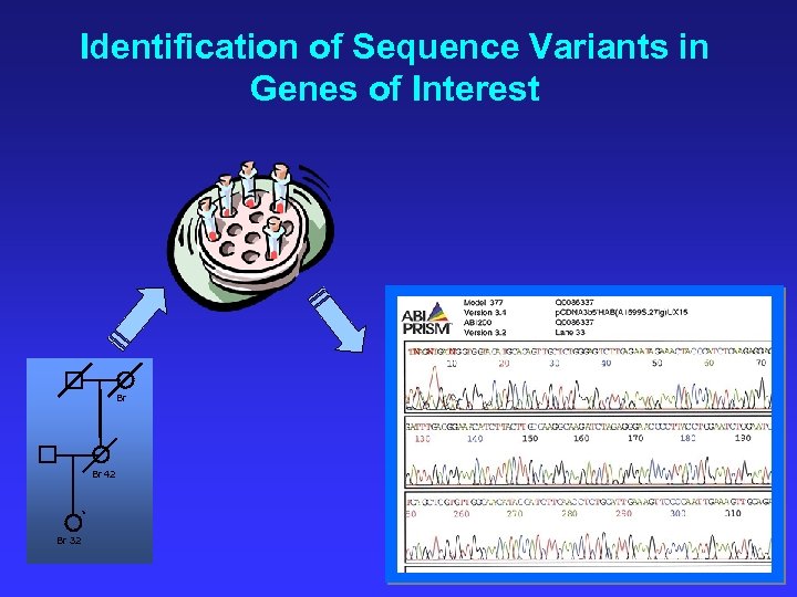 Identification of Sequence Variants in Genes of Interest Br Br 42 * Br 32
