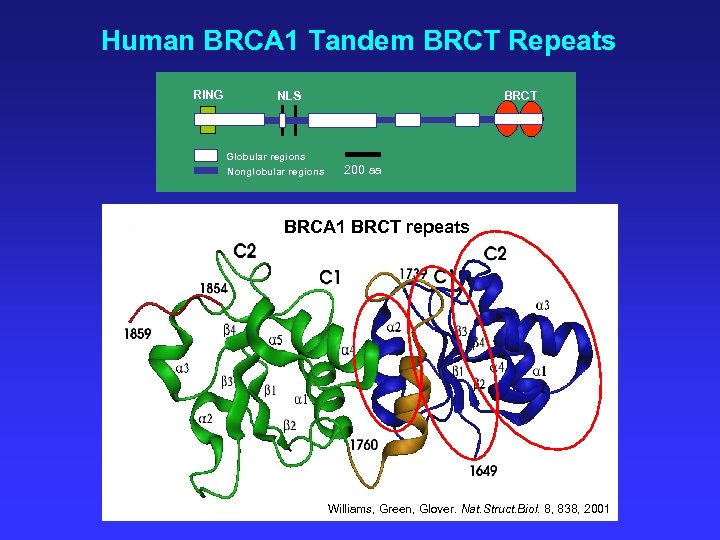 Human BRCA 1 Tandem BRCT Repeats RING BRCT NLS Globular regions Nonglobular regions 200