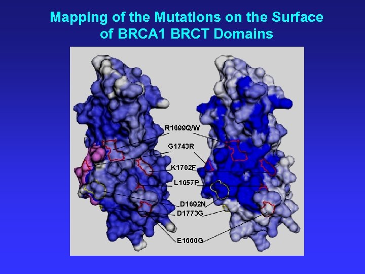 Mapping of the Mutations on the Surface of BRCA 1 BRCT Domains R 1699