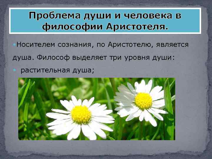 Проблема души и человека в философии Аристотеля. Носителем сознания, по Аристотелю, является душа. Философ