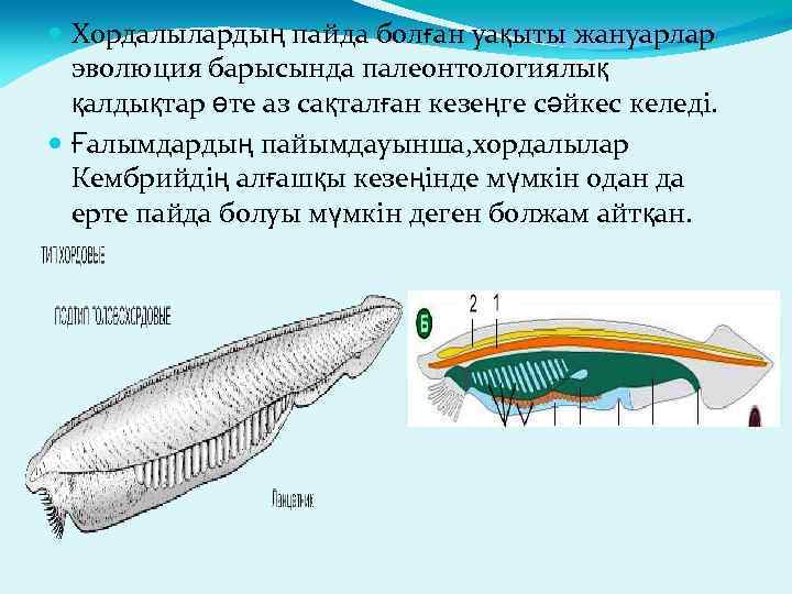  Хордалылардың пайда болған уақыты жануарлар эволюция барысында палеонтологиялық қалдықтар өте аз сақталған кезеңге