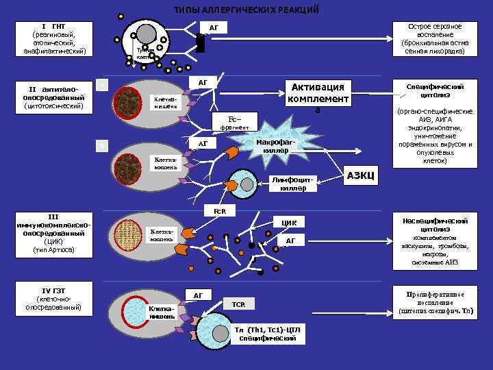 ТИПЫ АЛЛЕРГИЧЕСКИХ РЕАКЦИЙ I ГНТ (реагиновый атопический анафилактический) II антителоопосредованный (цитотоксический) Острое серозное воспаление