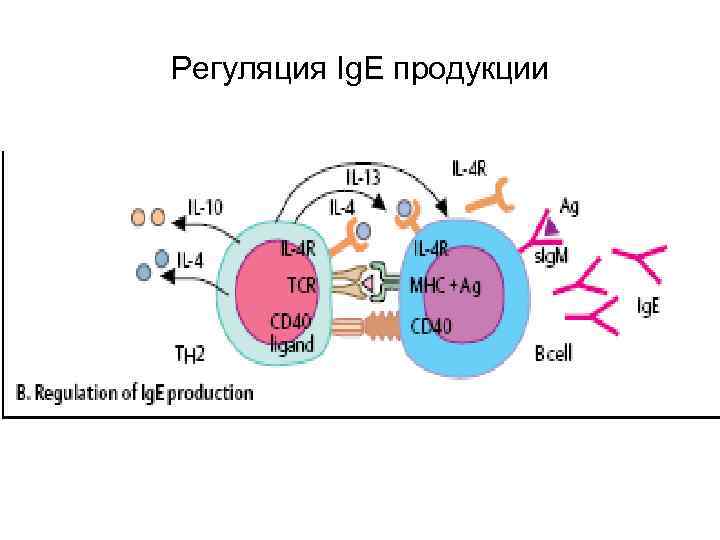 Регуляция Ig. E продукции 