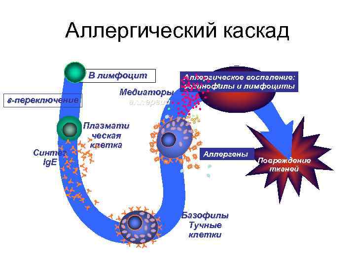 Аллергический каскад B лимфоцит -переключение Синтез Ig. E Медиаторы аллергии Плазмати ческая клетка Аллергическое