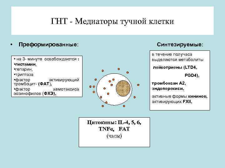 ГНТ - Медиаторы тучной клетки • Преформированные: Синтезируемые: в течение получаса выделяются метаболиты •