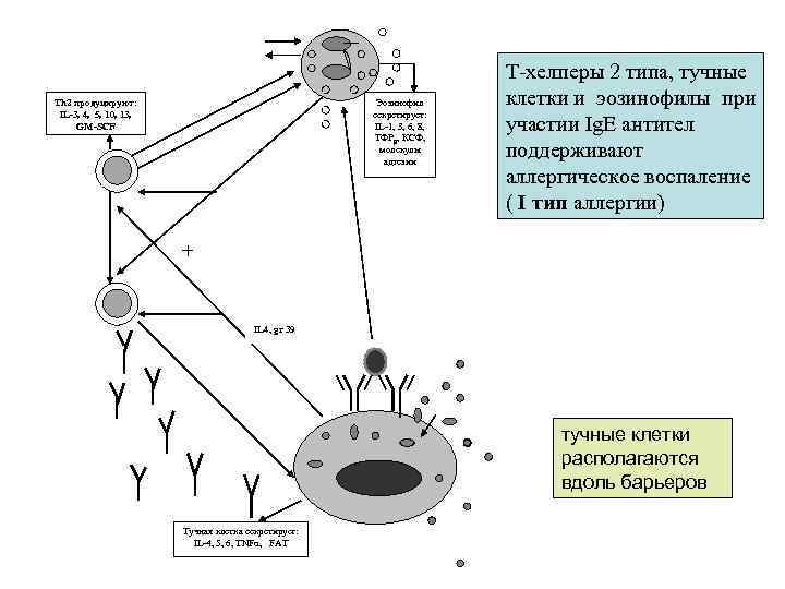 Th 2 продуцируют: IL-3 4 5 10 13 GM-SCF Эозинофил секретирует: IL-1 3 6