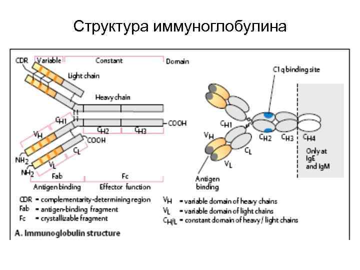 Структура иммуноглобулина 