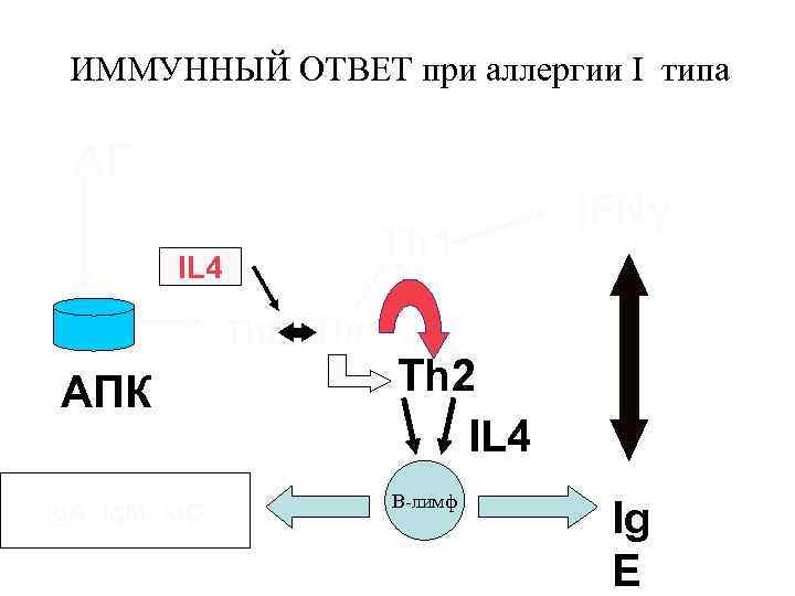 ИММУННЫЙ ОТВЕТ при аллергии I типа АГ Th 1 IL 4 Th 0 Thr