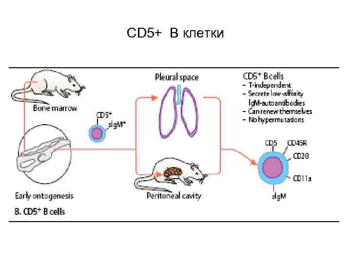 CD 5+ B клетки 