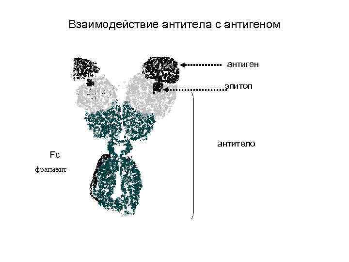 Взаимодействие антитела с антигеном антиген эпитоп антитело Fс фрагмент 