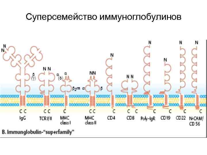 Суперсемейство иммуноглобулинов 