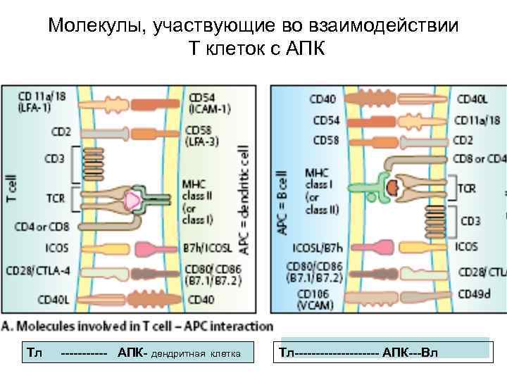 Молекулы, участвующие во взаимодействии Т клеток с АПК Тл ------ АПК- дендритная клетка Тл----------