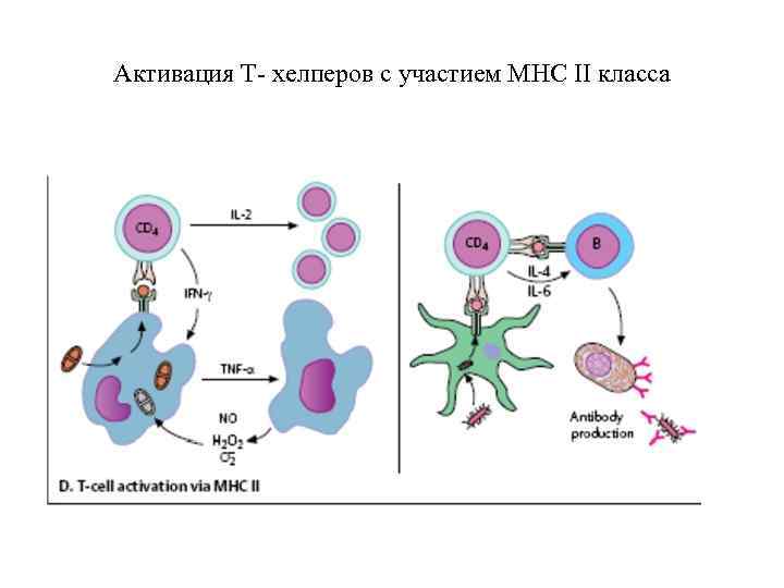 Активация Т- хелперов с участием МНС II класса 