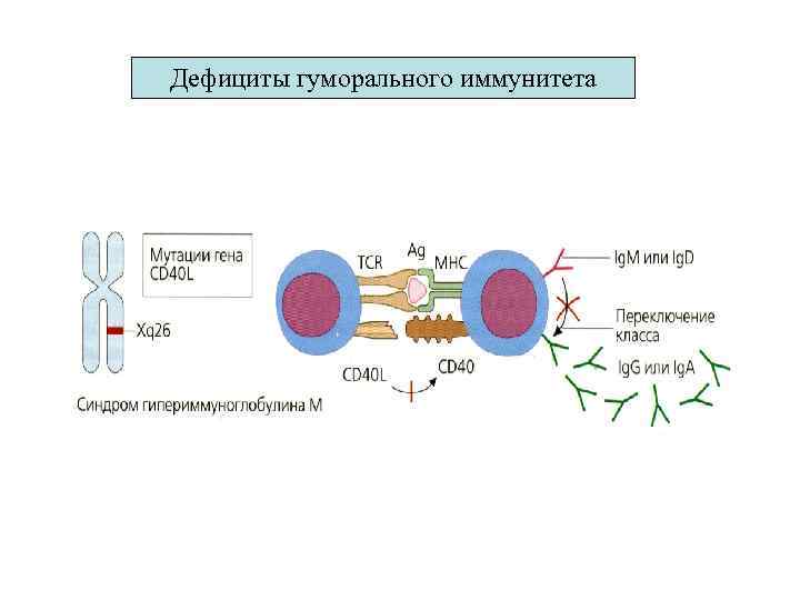 Дефициты гуморального иммунитета 
