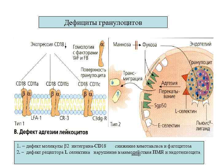 Дефициты гранулоцитов 1. – дефект молекулы β 2 интегрина-CD 18 снижение хемотаксиса и фагоцитоза