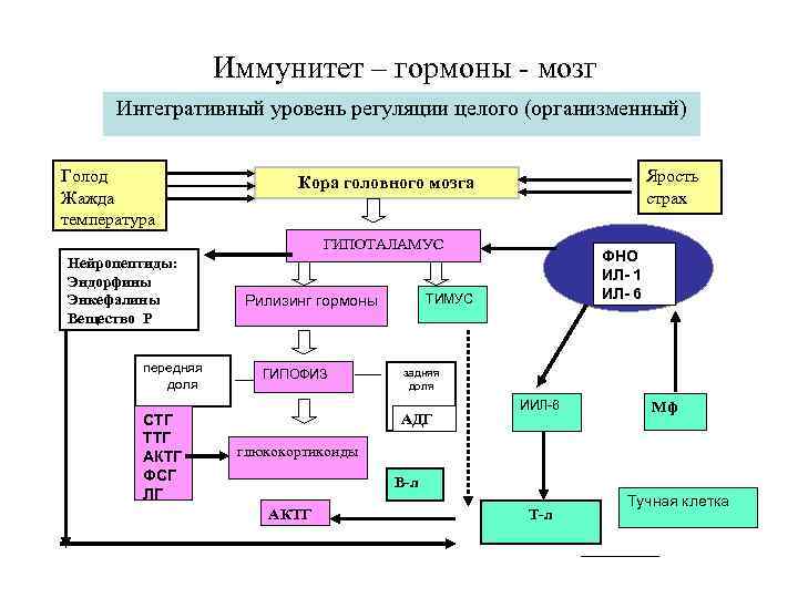 Иммунитет – гормоны - мозг Интегративный уровень регуляции целого (организменный) Голод Жажда температура Ярость