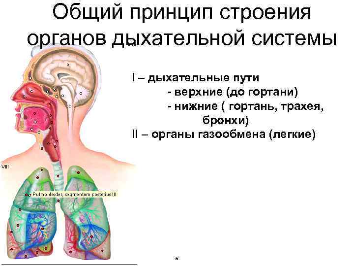 Общий принцип строения органов дыхательной системы I – дыхательные пути - верхние (до гортани)