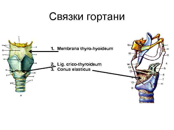 Связки гортани 1. Membrana thyro-hyoideum 2. Lig. crico-thyroideum 3. Conus elasticus 