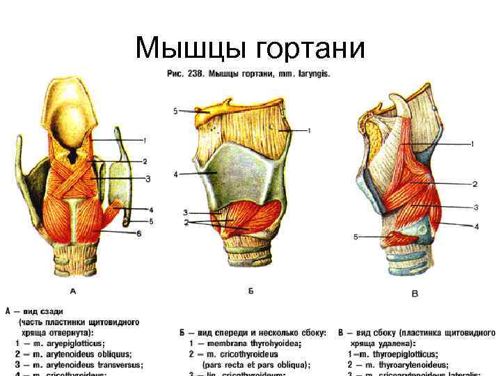 Мышцы гортани 