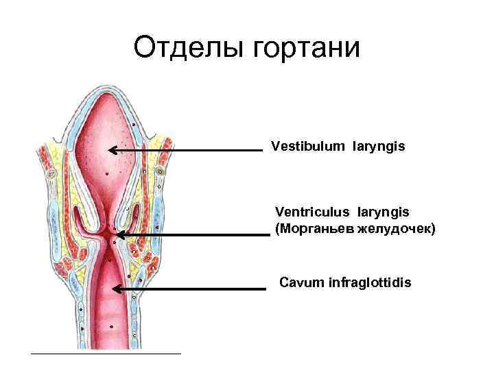 Отделы гортани Vestibulum laryngis Ventriculus laryngis (Морганьев желудочек) Cavum infraglottidis 