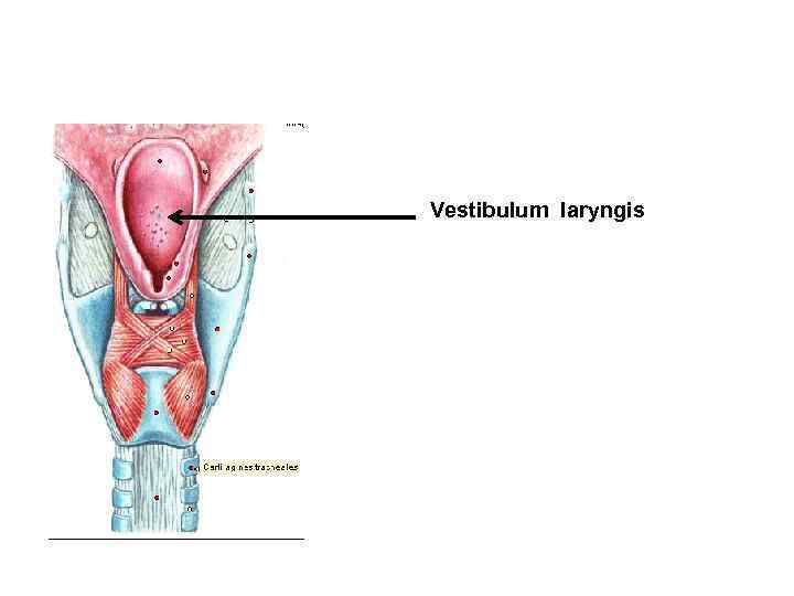 Vestibulum laryngis 