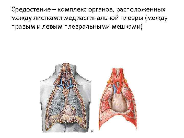 Где находится средостение у человека фото что это такое