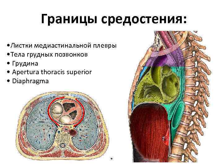 Комплекс органов. Средостение отделы органы средостения. Средостение анатомия человека строение. Границы средостения анатомия. Содержимое переднего средостения.