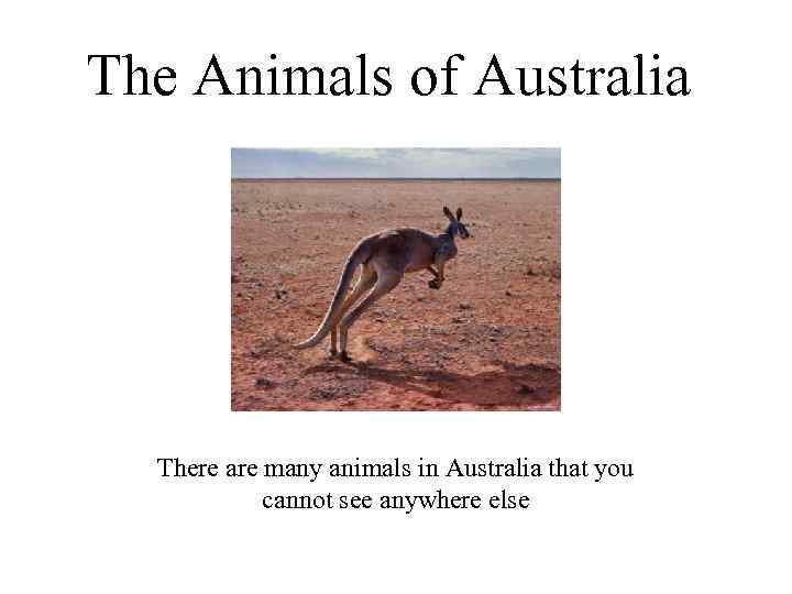 The Animals of Australia There are many animals in Australia that you cannot see