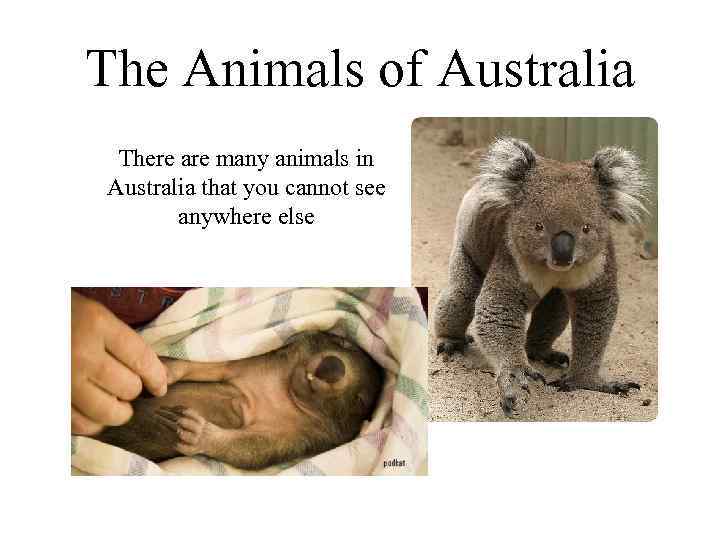 The Animals of Australia There are many animals in Australia that you cannot see