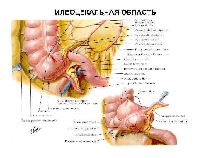 Атлас Неттера передняя брюшная стенка