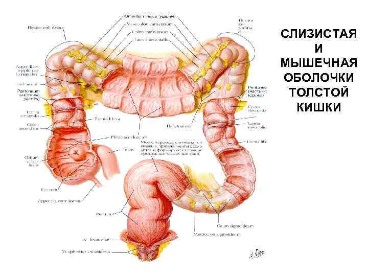 Мышечная оболочка на латинском