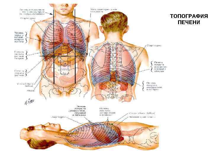 Печень на теле человека. Топография печени анатомия. Топография печени скелетотопия. Печень топографическая анатомия человека.