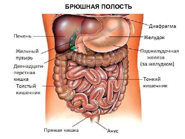 БРЮШНАЯ ПОЛОСТЬ 