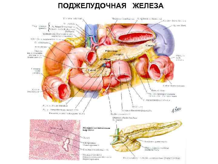 Расположение поджелудочной железы в организме человека рисунок