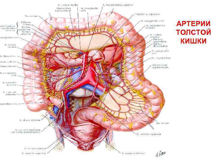 АРТЕРИИ ТОЛСТОЙ КИШКИ 
