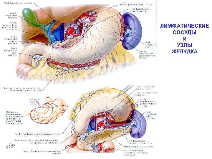 Лимфатические узлы желудка схема